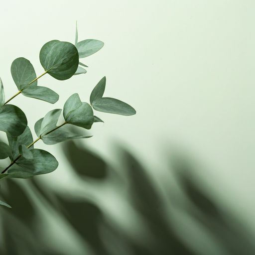 Cool-toned eucalyptus — calming, soothing, barrier recovery